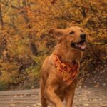 81947C10-E331-4343-AD69-10D1CA976DAF